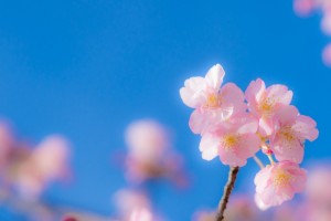 青空と桜4